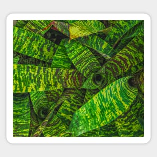 Green Zebra Plant Sticker